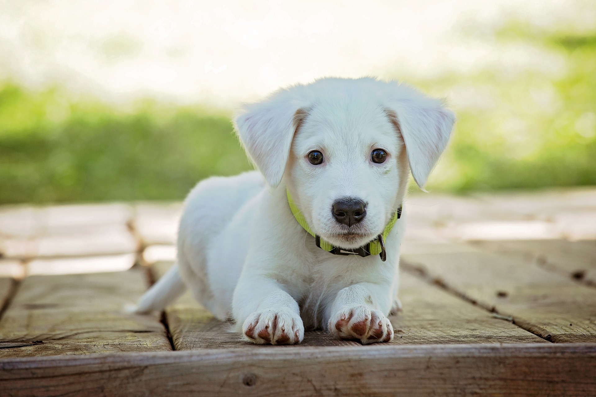 Divorcio y mascotas: ¿Cómo funciona la custodia de animales?