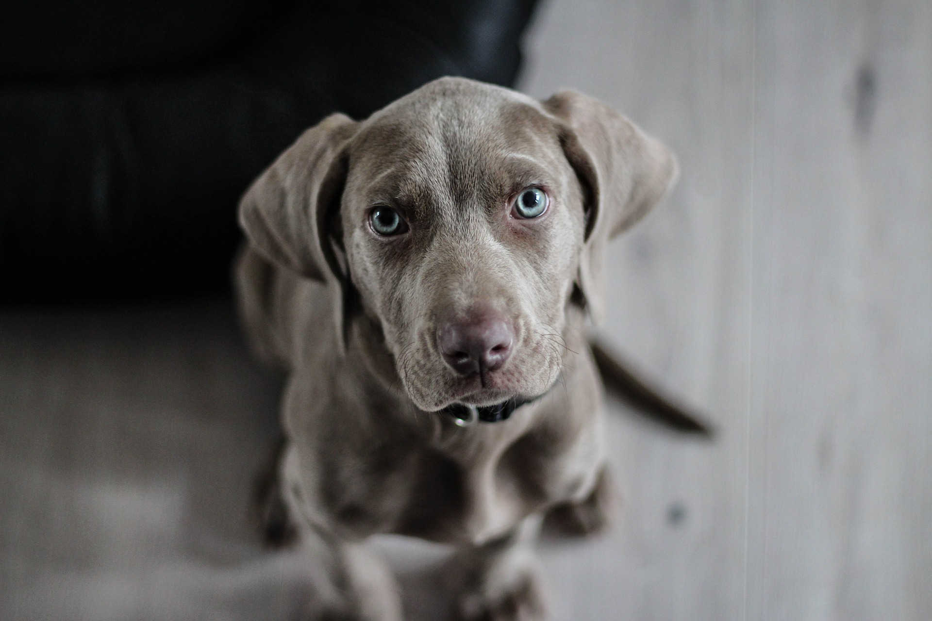 Un juez reconoce la custodia compartida para mascotas